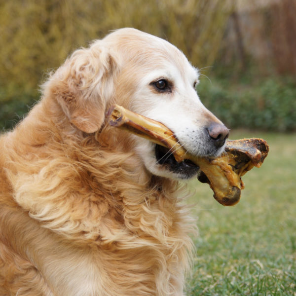 Tierfutter - großer Knochen