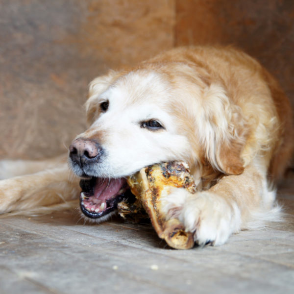 Tierfutter - Kauspaß