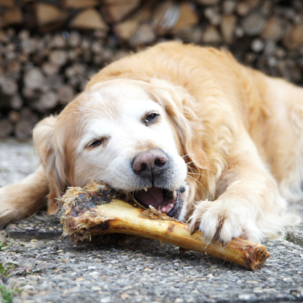 Tierfutter - Leckerbissen für den Hund