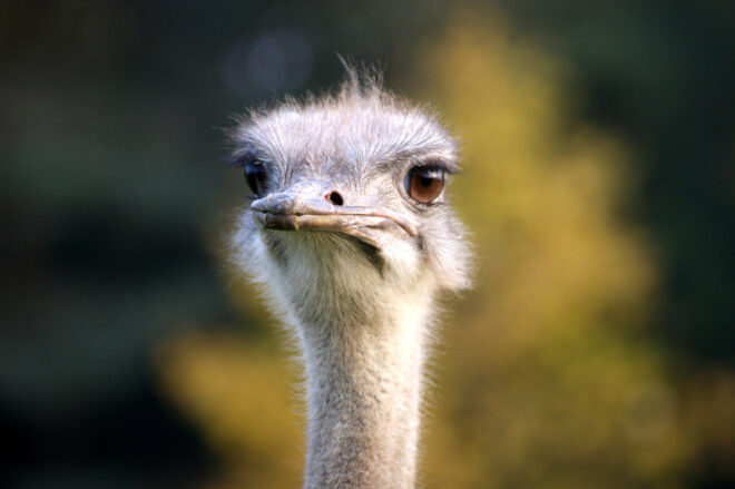 Straußenhof Kotzenbach - Majestätisch