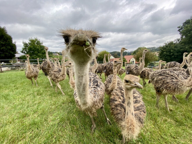 Straußenhof Kotzenbach