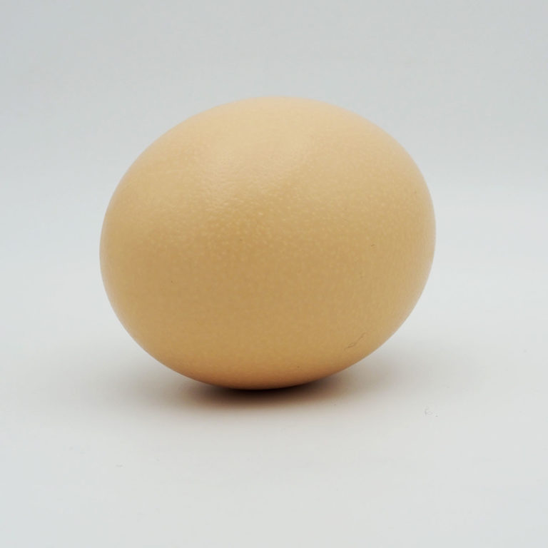 Straußenei / Speiseei voll Straussenhof Kotzenbach